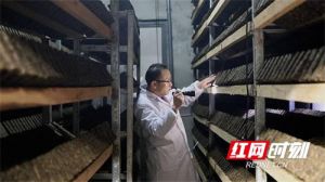 带你看理想华莱：匠心加持 金花培育大有讲究