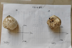 康美来科研团队在大别山发现珍稀新品种
