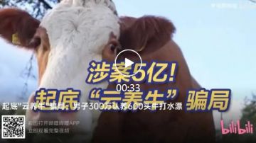 "全民养牛"非法集资案：5亿理财款变冻肉，数千投资人深陷"云养牛"骗局