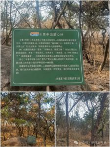 长青中国植绿守青山