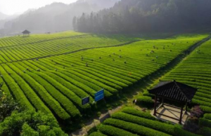 理想华莱以科研驱动夯实安化黑茶品质根基